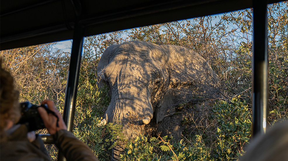 Elephant appearing through the bushes, as viewed from the jeep